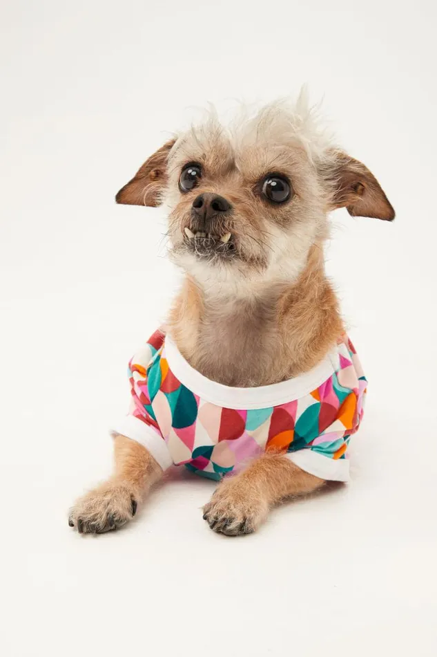 SHOP Trina Turk PETS DANCING DOTS JERSEY PET PAJAMA SHIRT